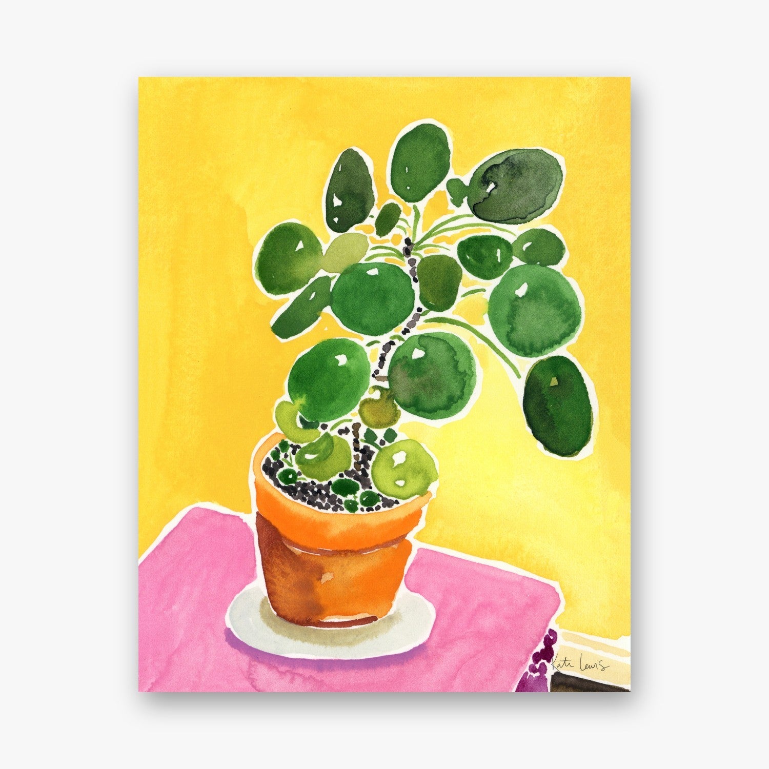 Pilea in the Sun
